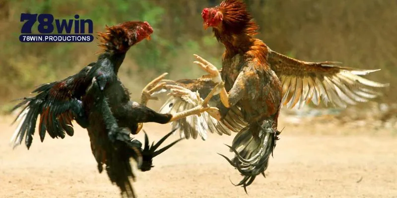 Đá Gà C1 C2 C3 C4 - Cẩm Nang Toàn Diện Cho Người Mới Bắt Đầu 4 Đá gà C1 C2 C3 C4